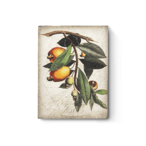 Sid Dickens Memory Block – Cashew Apple T446 – Signed by the artist